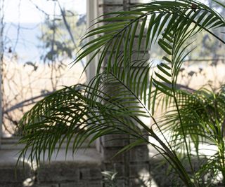 Parlor palm with window behind