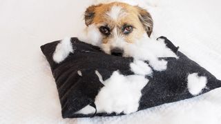 why dogs chew the bed