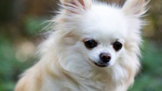 Chihuahua crowned most popular dog breed on Instagram