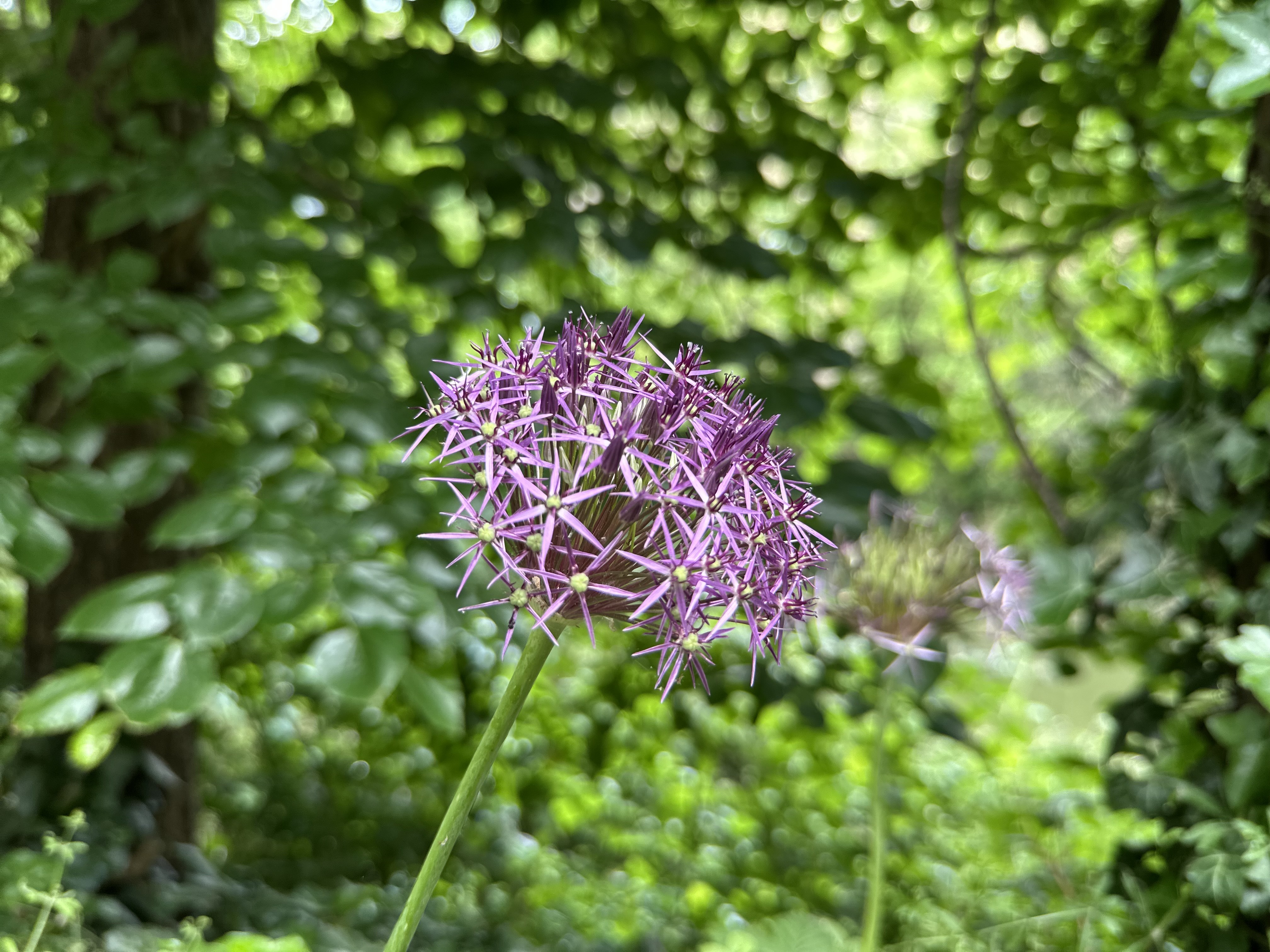 A photo of a purple flower shot on the Freewell 1.7x tele lens