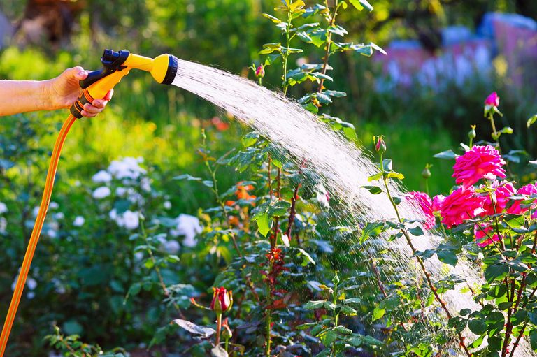 Best Time To Water A Flower Garden