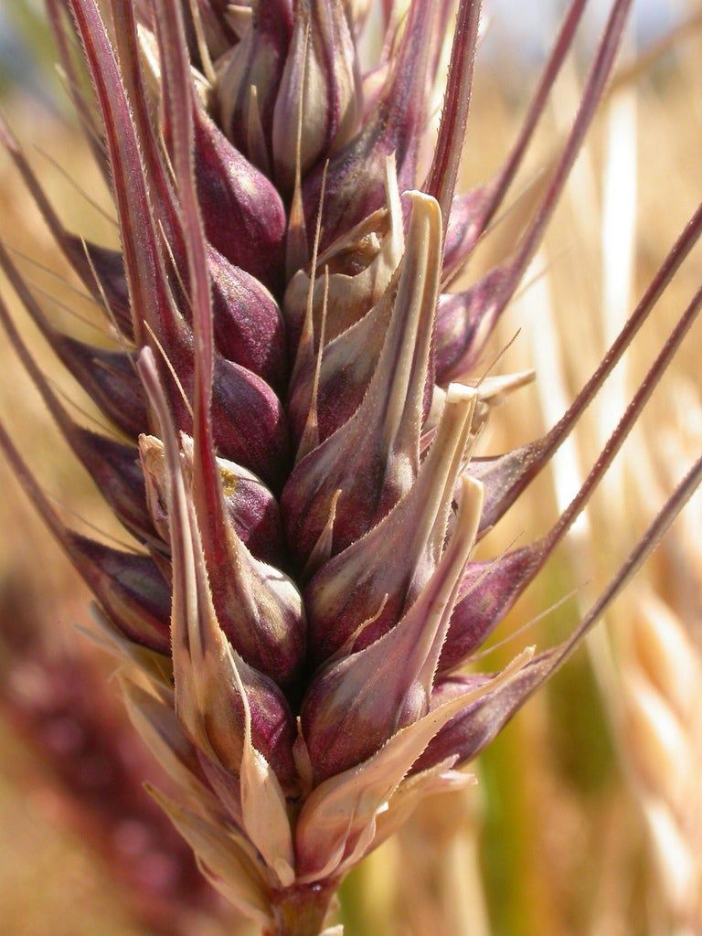 6 Row Kernel Sized Barley Crop