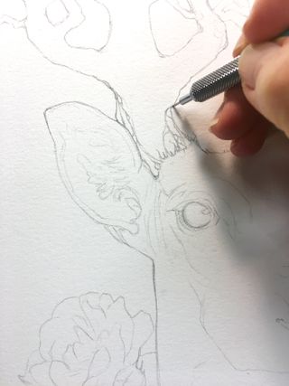 Detail of pencil drawing of a deer