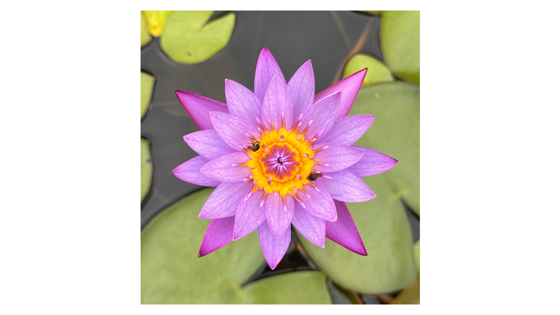 Photograph by Aafiyah (age 15) of a bug on a lily pad flower &amp;ndash; a finalist in The Week Junior Science+Nature magazine&#039;s Scavenger Hunt Photo Contest 2025
