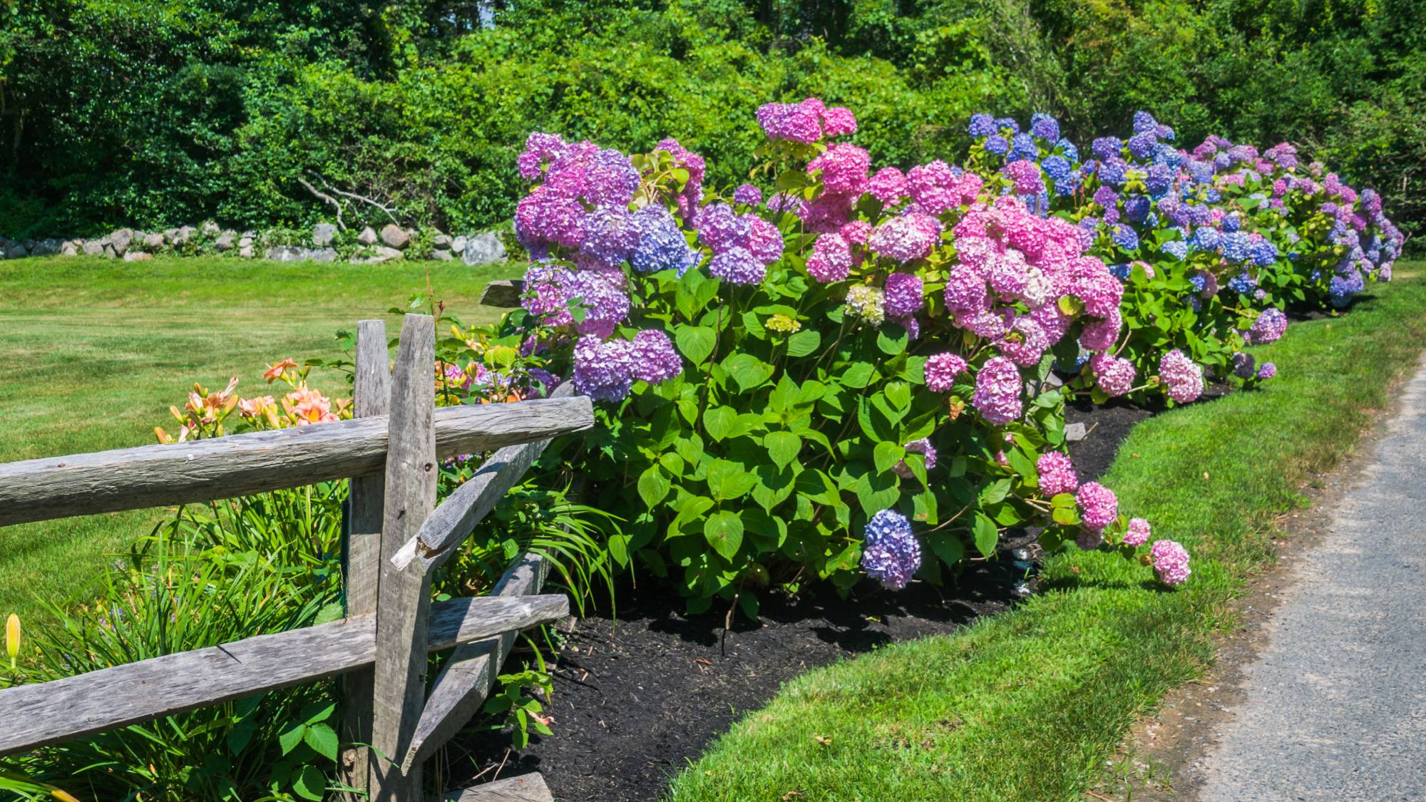 Hydrangeas and daylilies in garden with fence