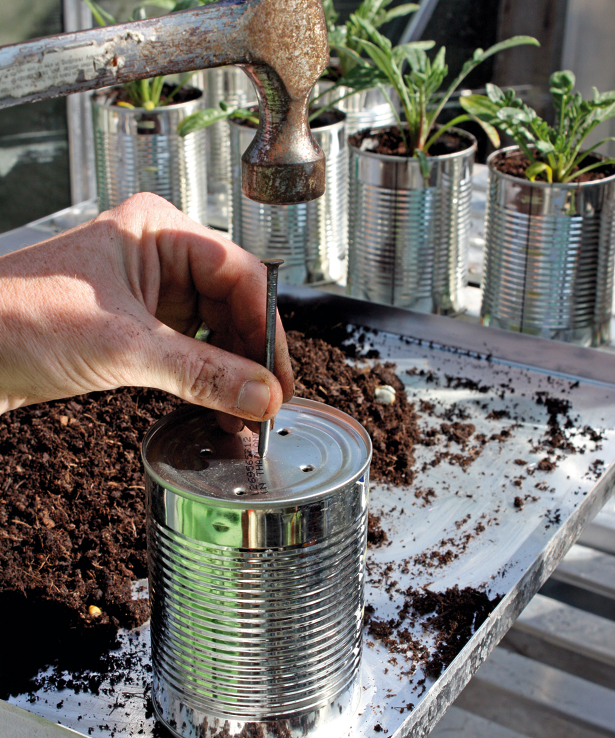 Gardener nails holes into bottom of tin can to create seedling pot