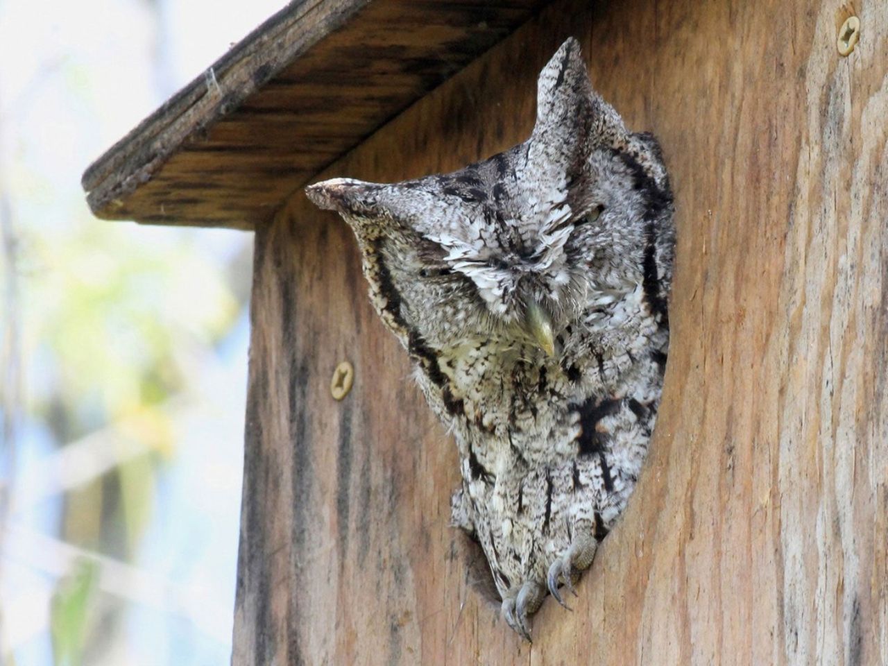 Owl Sticking It&amp;#39;s Head Out Of A Wooden Owl Nest Box