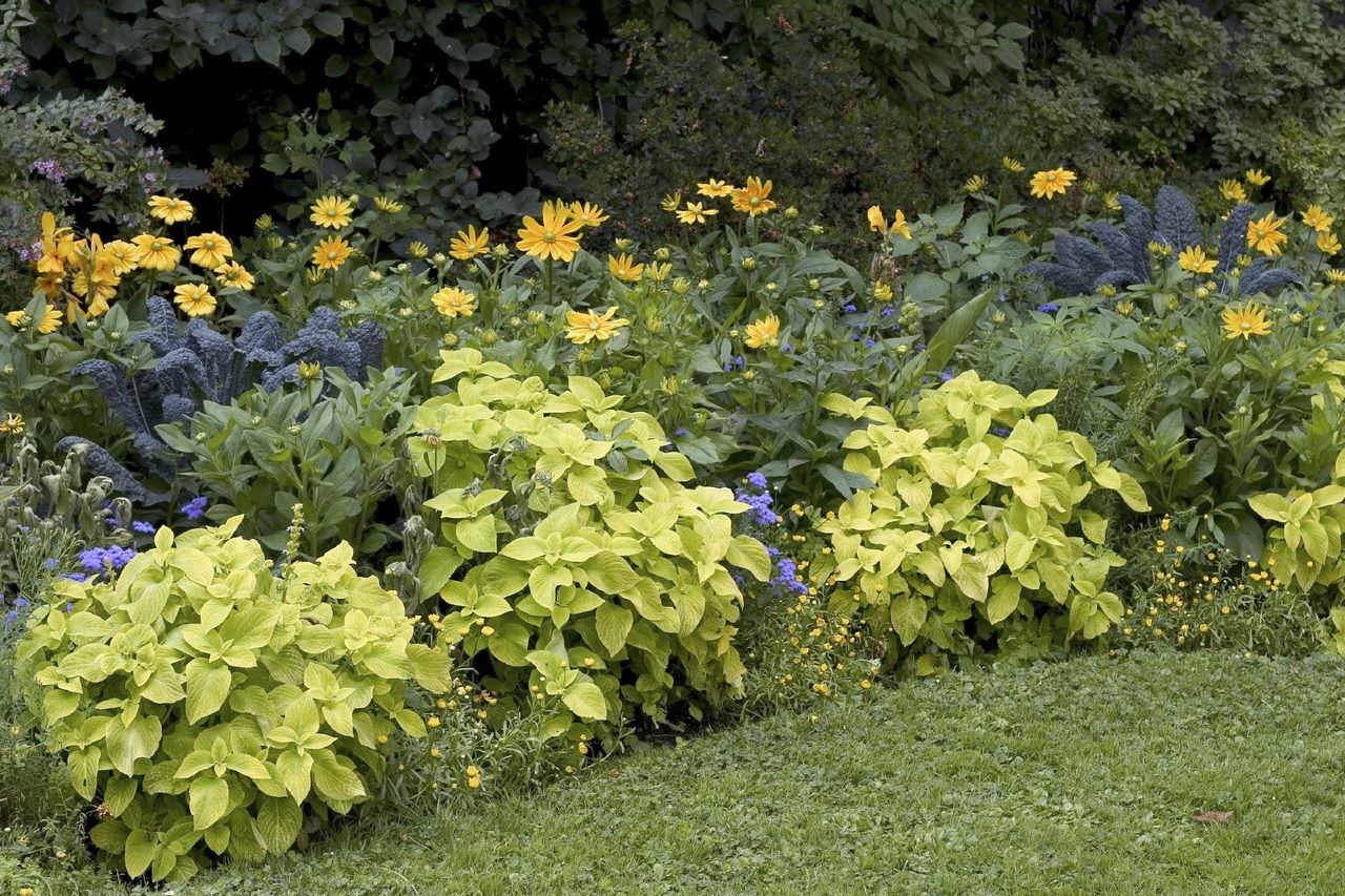 Flower And Plant Garden