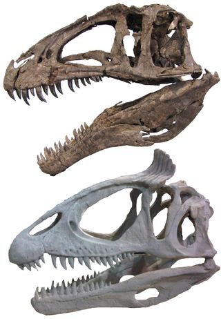 Theropod dinosaur skulls showing the unornamented Acrocanthosaurus (upper skull) and the ornamented Cryolophosaurus (lower skull).