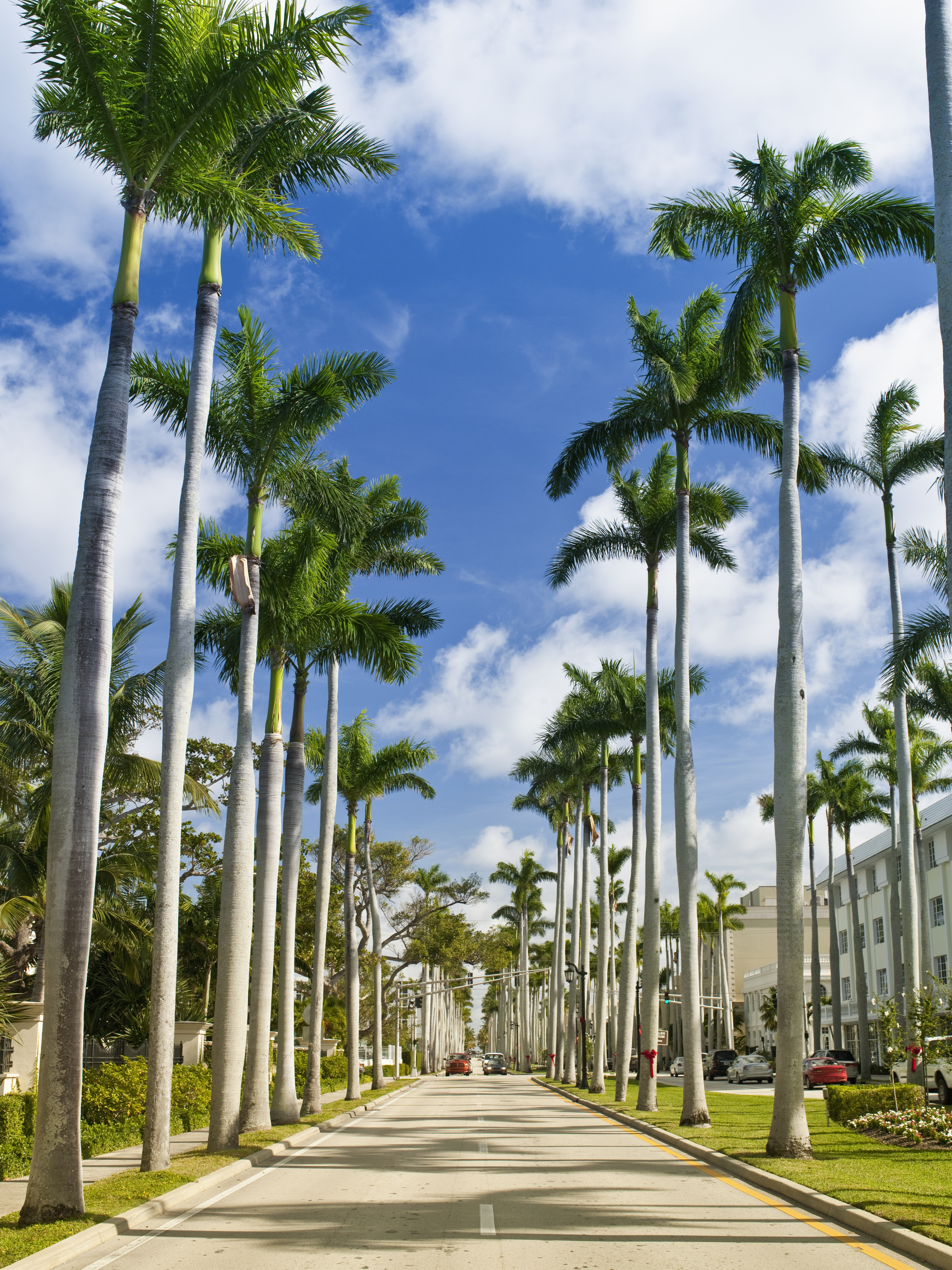 Road lined with palm trees