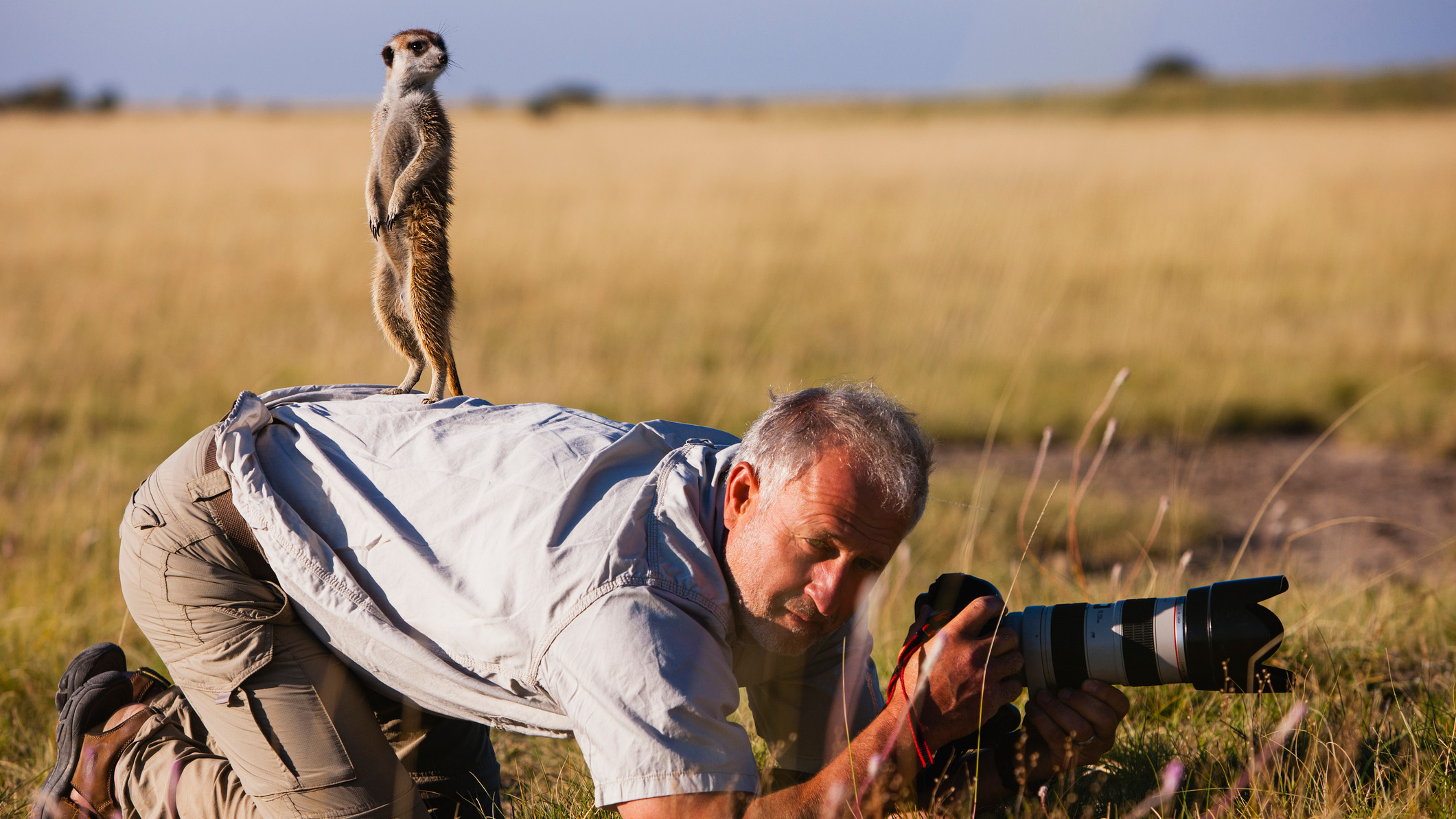 A meerkat (Suricata suricatta) fearlessly climbs up on the back of a photographer in the Makgadikgadi Pan of the Kalahari, Botswana, Africa