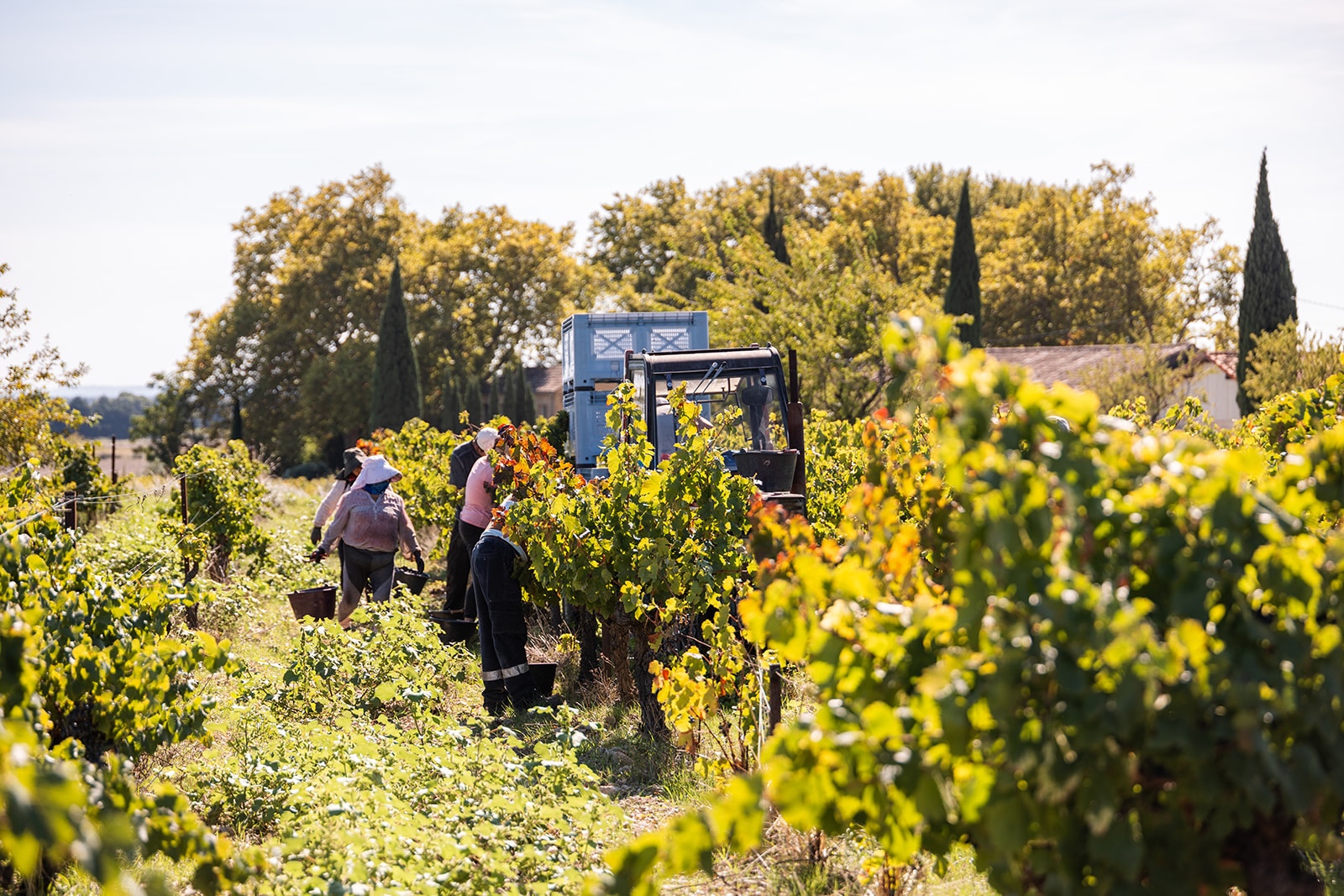 Harvest at Clos Romane
