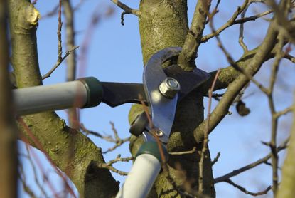 Clippers Pruning A Fruit Tree
