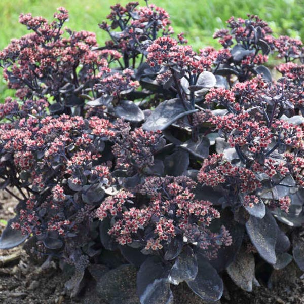 Rock 'n Grow&amp;reg; Back in Black Sedum