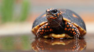 Cute box turtle