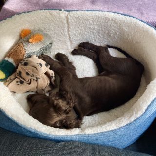 cocker spaniel puppy asleep in basket