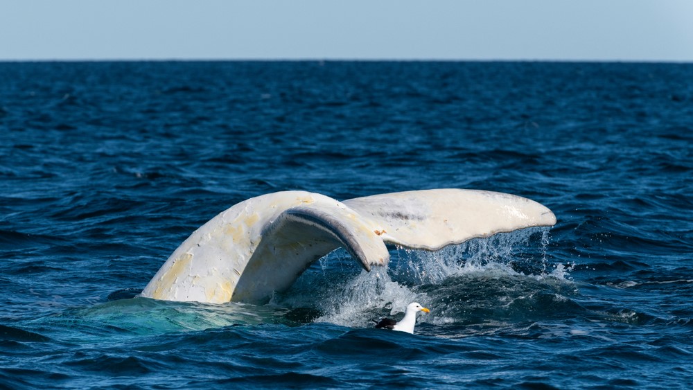 The fluke of an albino southern right whale, pictured in Argentina.