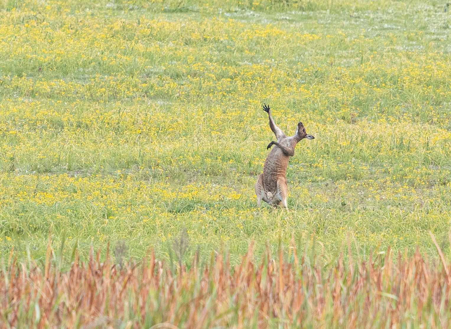 comedy wildlife photography