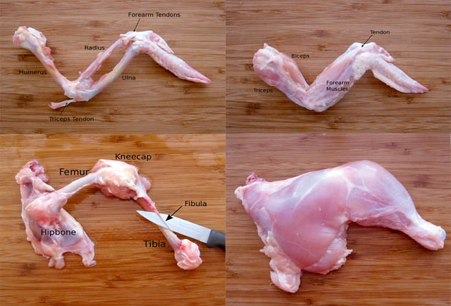 Chicken parts act as as a real-life limb study