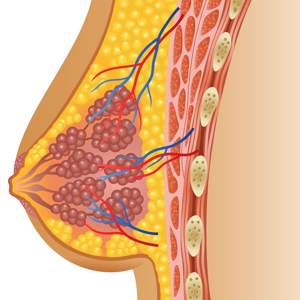 breast anatomy