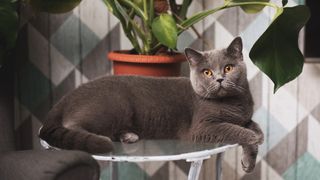 British Shorthair lying on a table
