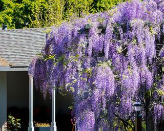 American wisteria in bloom in front of a house