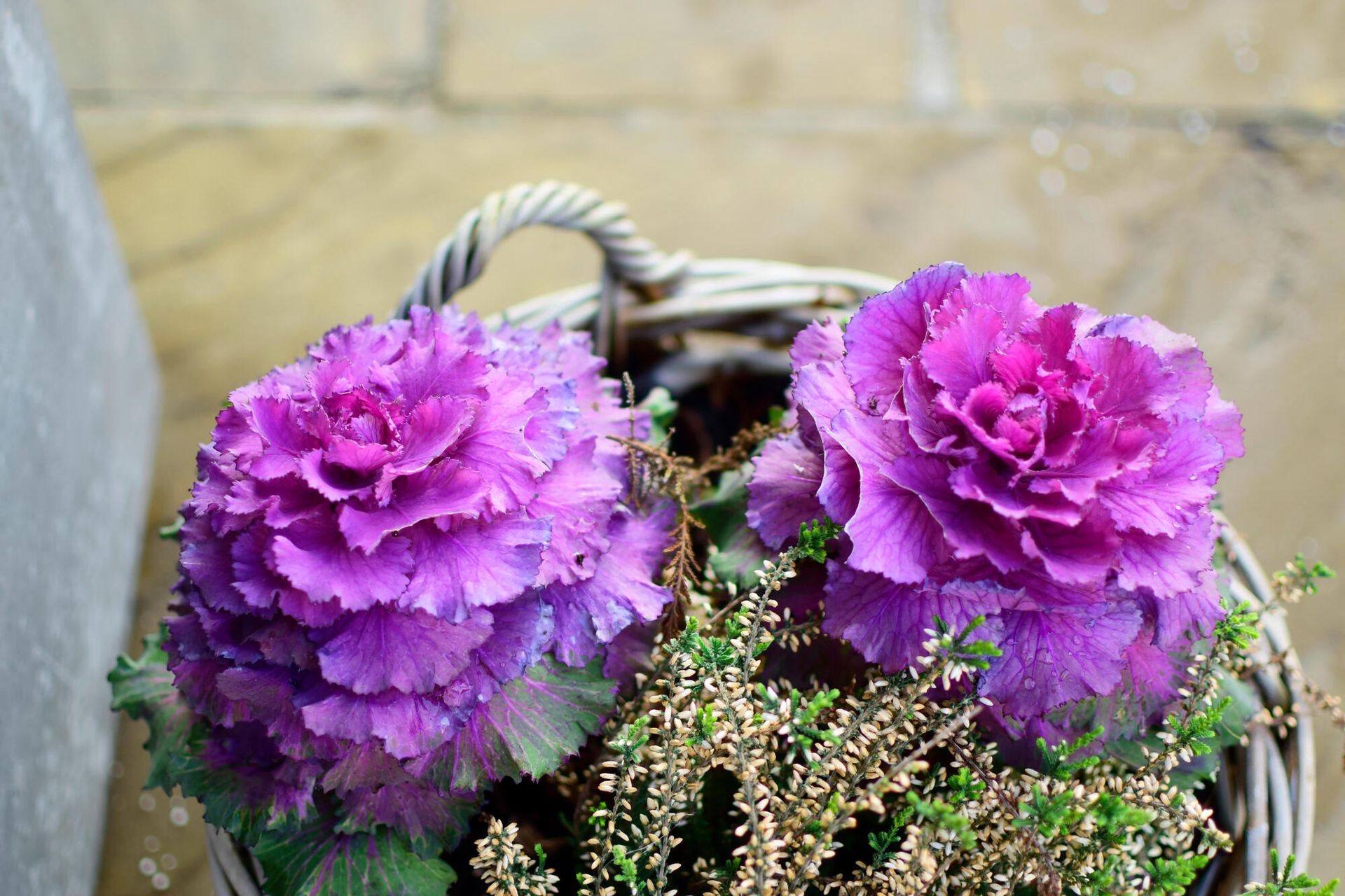Purple and green ornamental cabbage flowers with waterdrop in the park outdoor at winter season