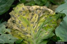 Plant Affected by Alternaria Leaf Spot Fungus