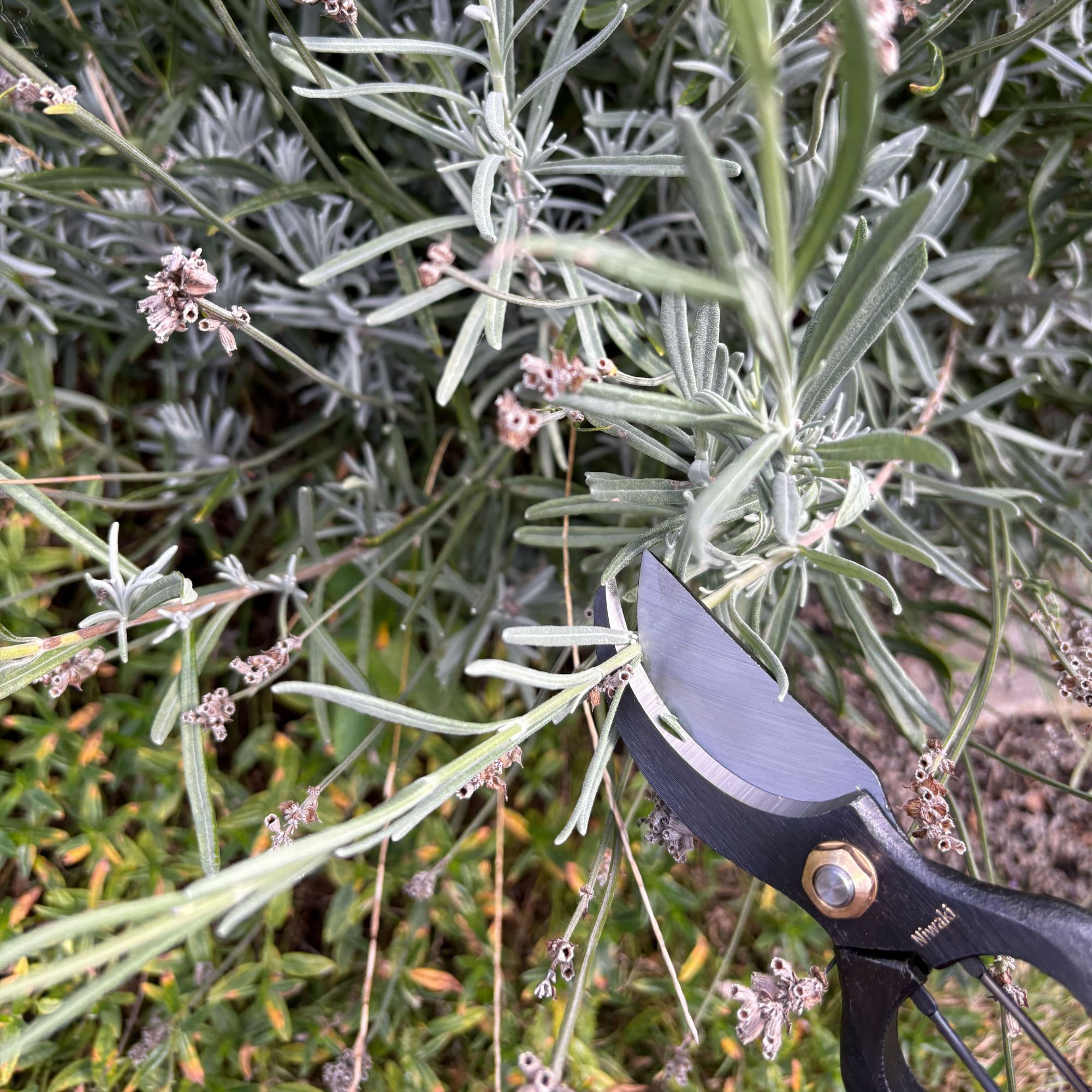 Niwaki Sentei Secateurs pruning lavender plant in garden