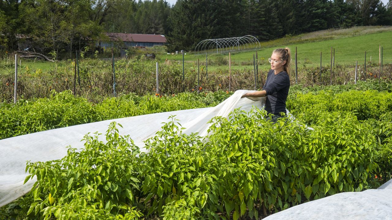 Woman placing a frost cloth over plants