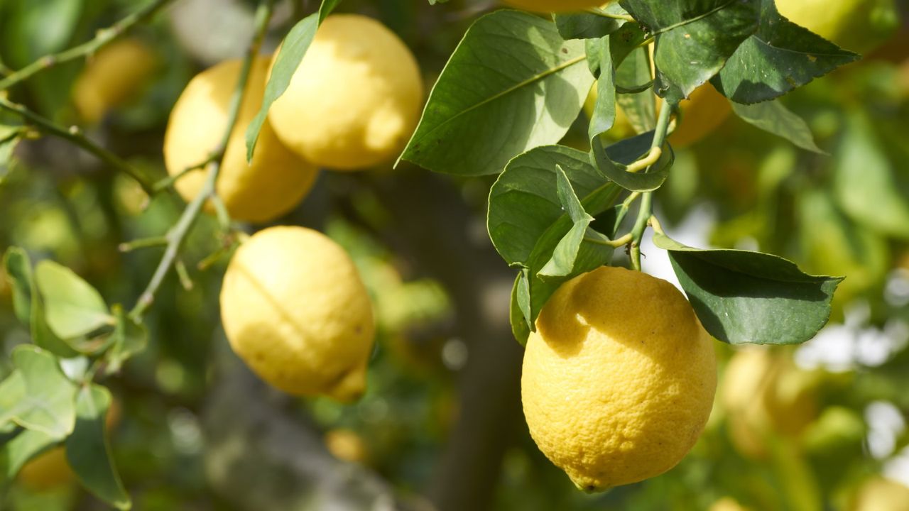 Fruits and leaves of a lemon tree