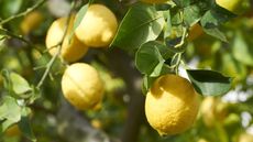 Fruits and leaves of a lemon tree