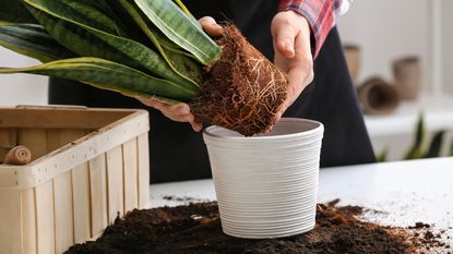 person repotting a snake plant on a white table