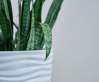 Snake plant foliage gone limp