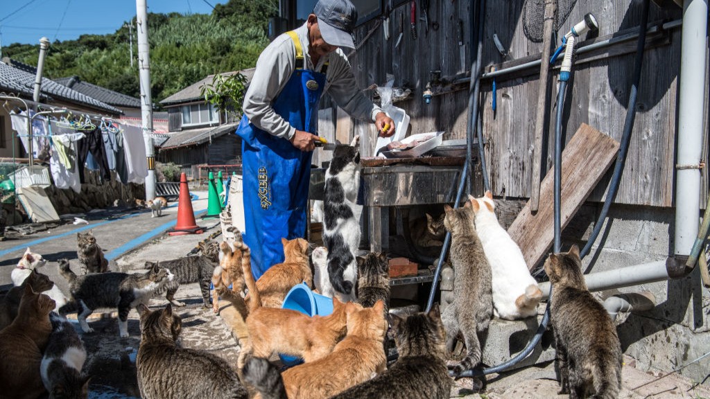 An elderly resident on Aoshima feeds fish to a dozen cats.