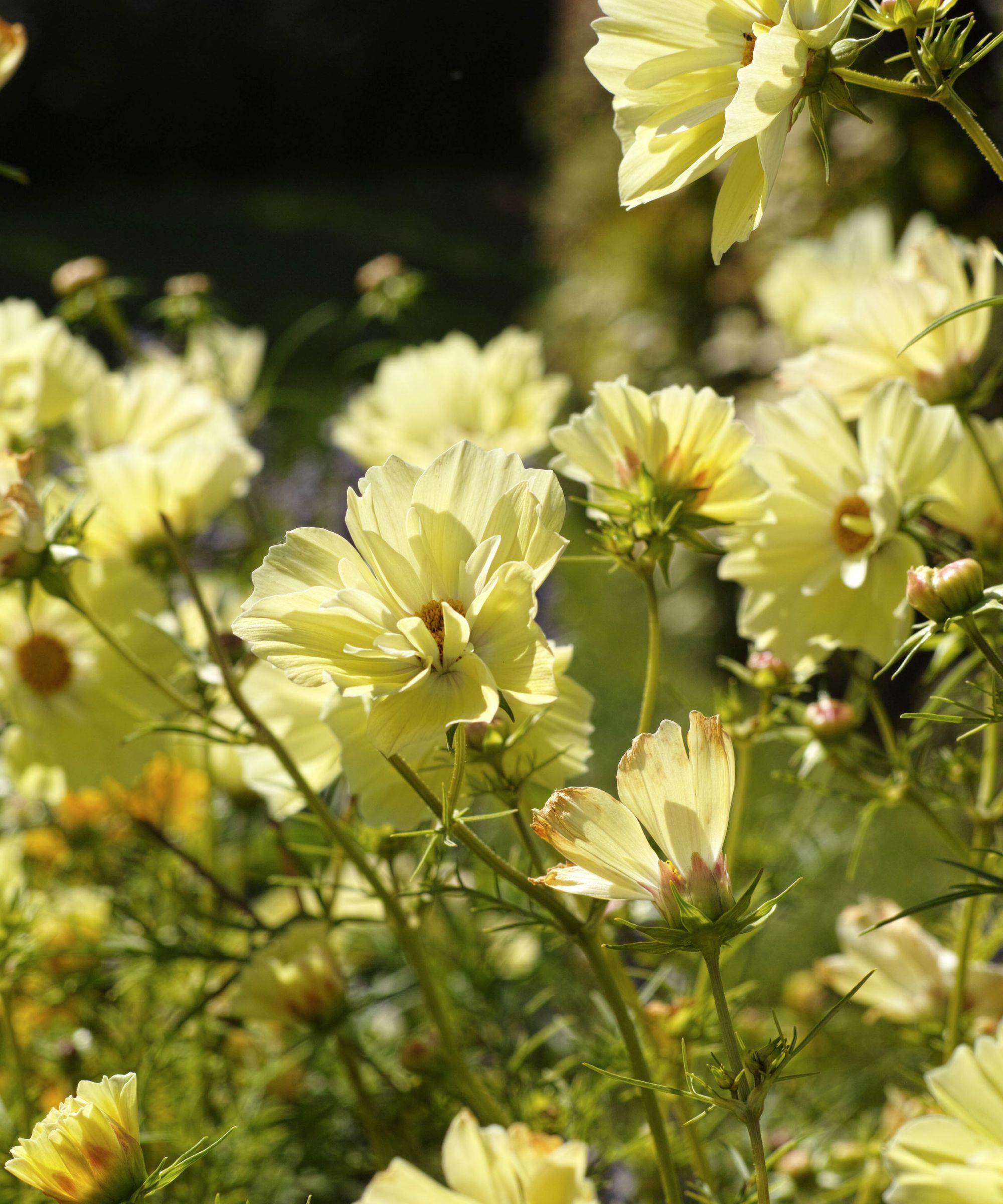 Yellow cosmos