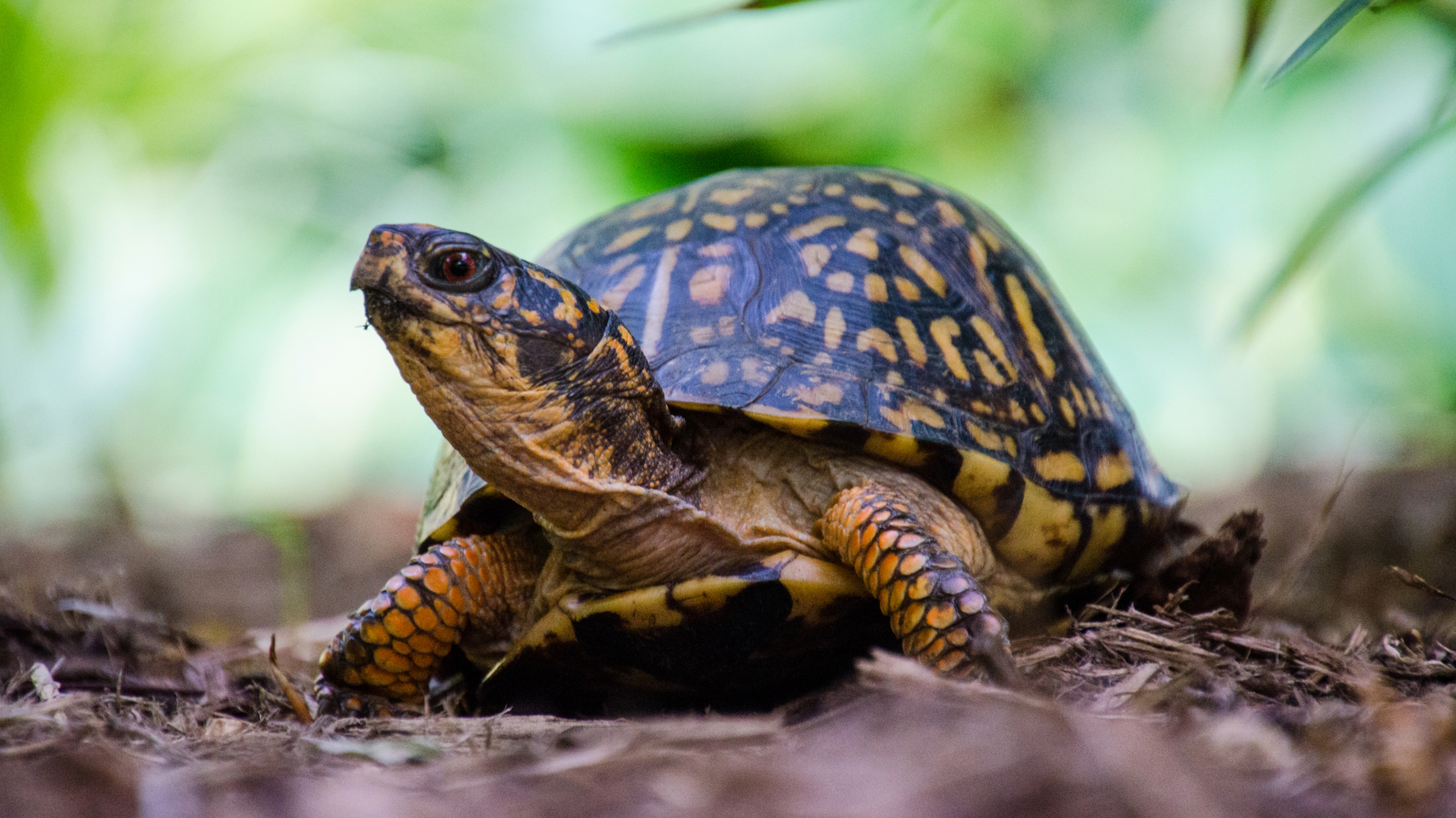 Eastern Box Turtle