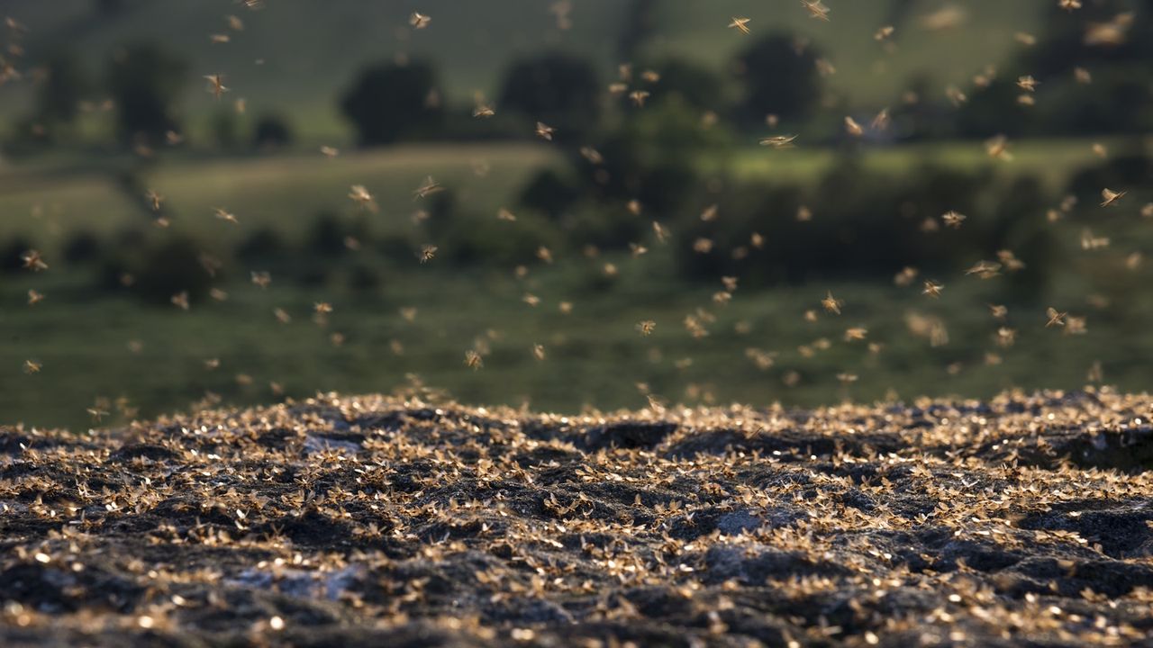 Ants covering rocks and flying in the air on a summer evening