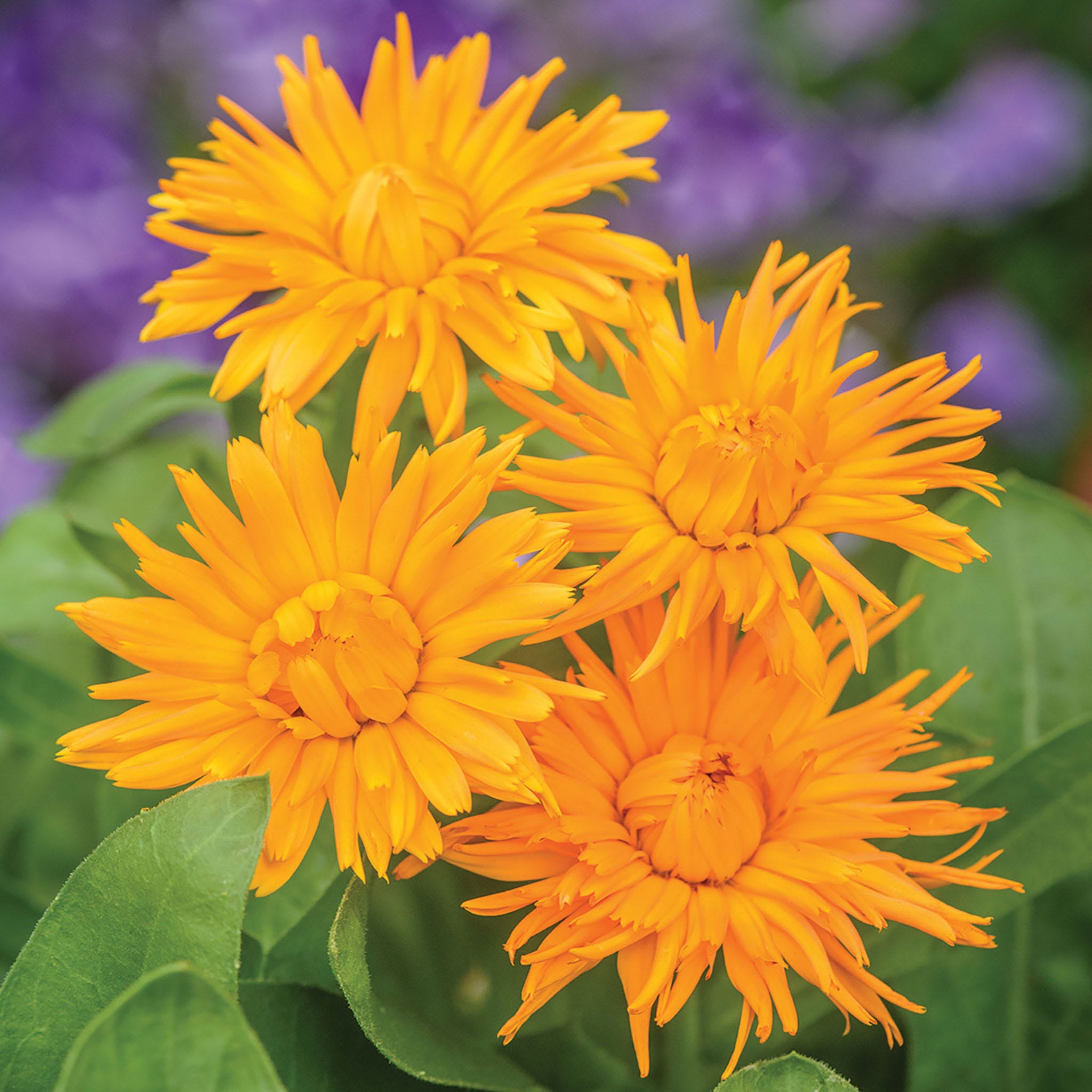 Calexis Orange Calendula Seeds