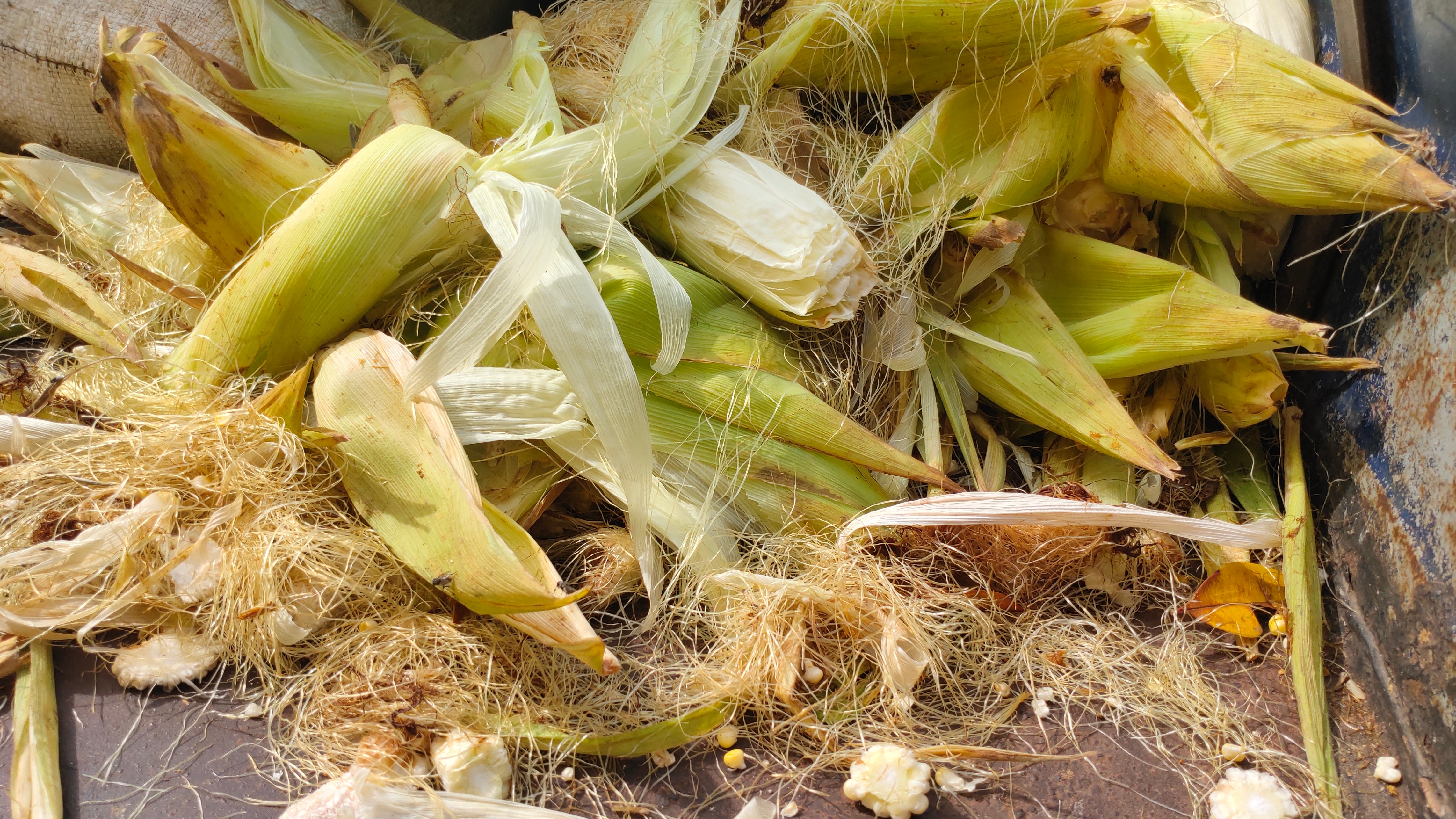 Pile of corn husks