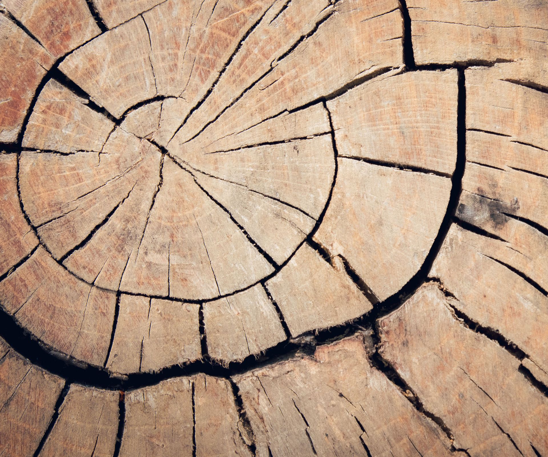 tree trunk with circular cracks across surface