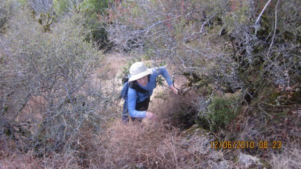 Mary McConneloug bushwhacking up Bald Mountain in Sonoma, California