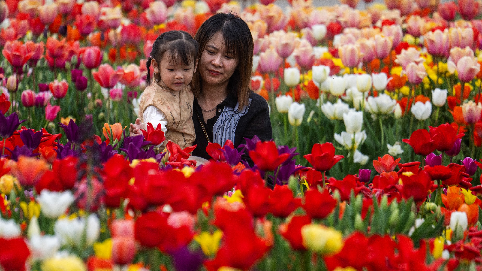 A woman and child among the tulips at Longwood Gardens