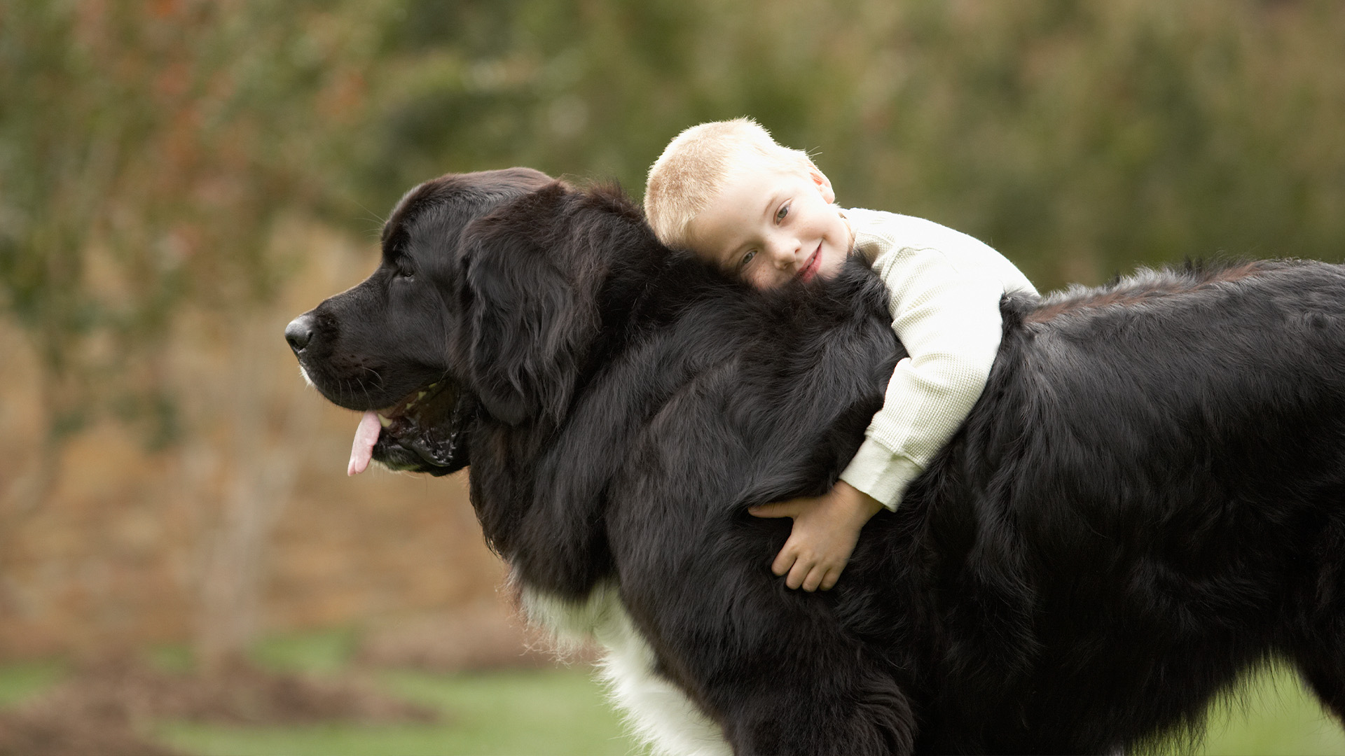Child cuddling Newfoundland dog