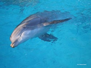 bottlenose dolphin swimming