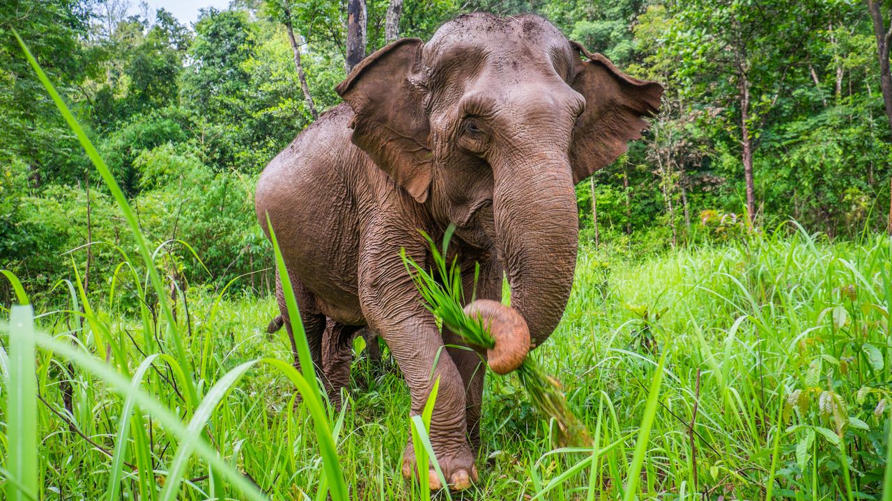 Occupying somewhat cooler climates, where there's less need to dissipate heat, the Asian elephant has smaller ears than its African counterpart.