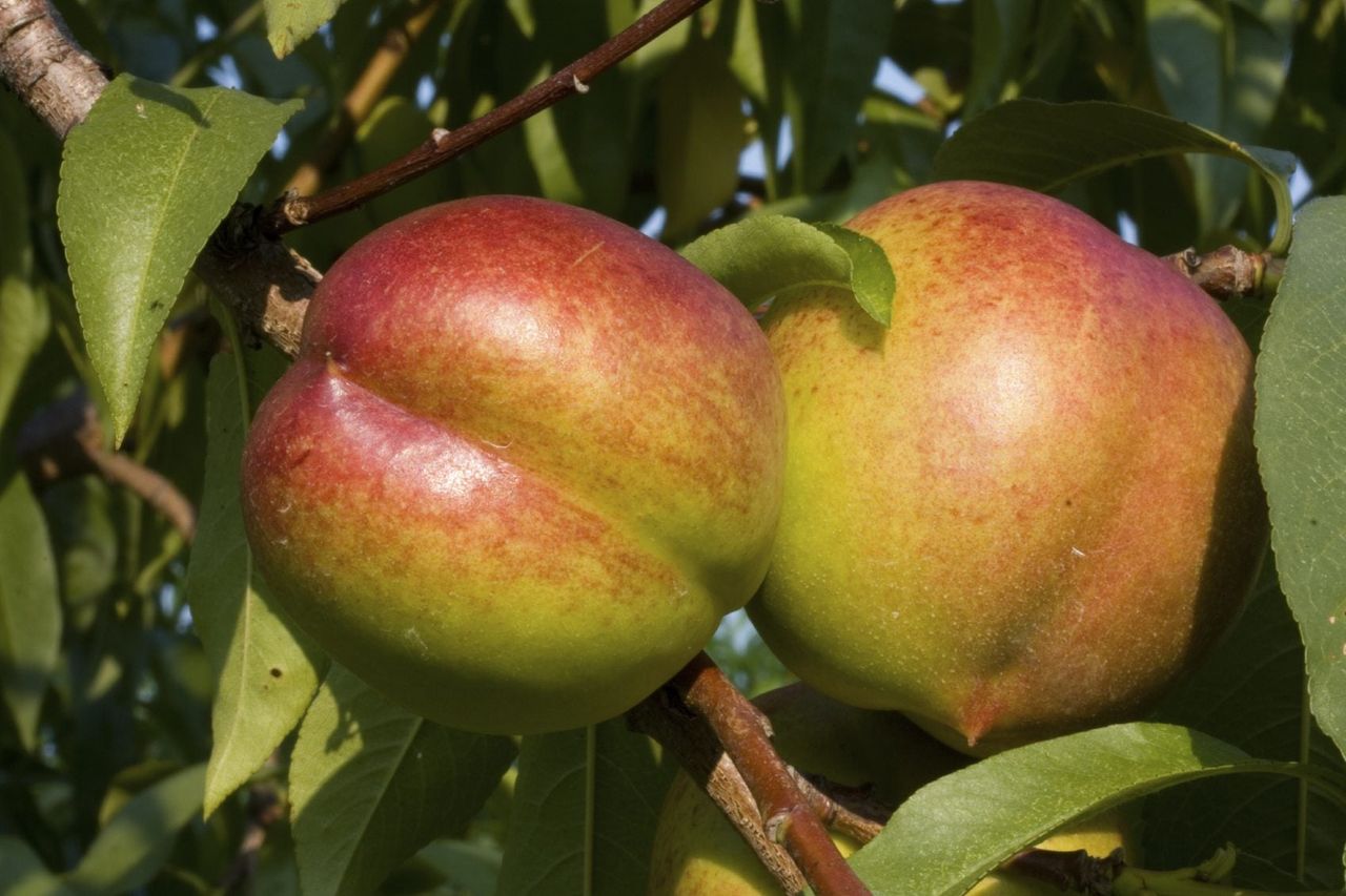 Nectarine Fruits On Tree