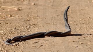Here we see two black snakes mating. On a dusty, sandy path there are two long black snakes intertwined, coiled around each other.