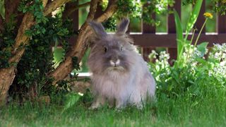 One of several longhaired rabbit breeds sitting outside on the grass
