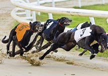 greyhounds.jpg